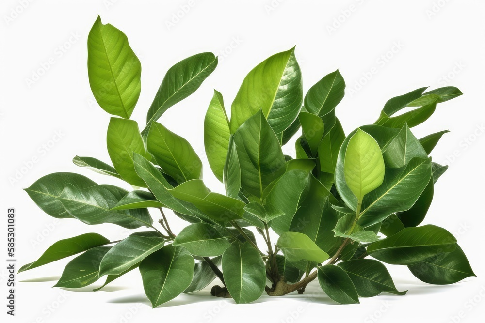 leaves isolated leaves isolated