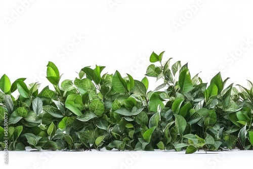 leaves of parsley