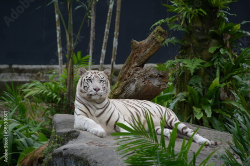 A white tiger at Singapore zoo