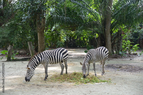 A zebbra at Singapore zoo
