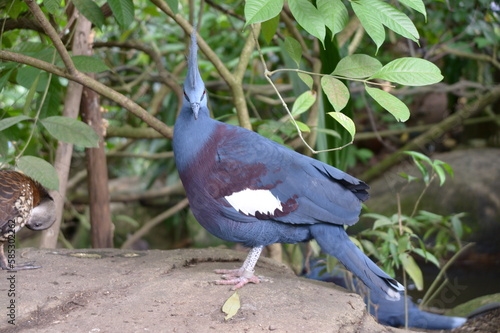 A bird at Singapore zoo