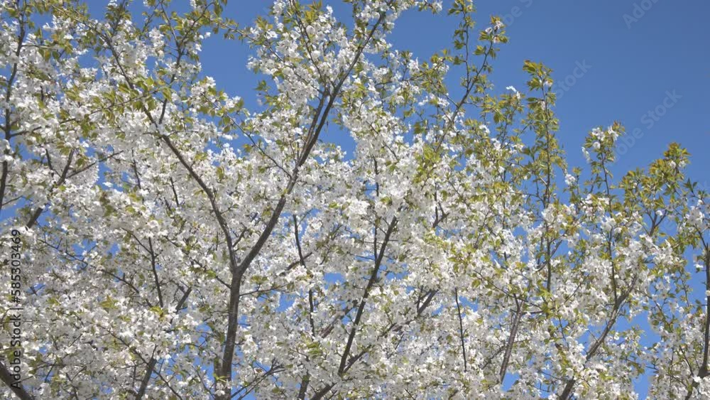 Japanese SAKURA - さくら - [ tilt  down -> up ]