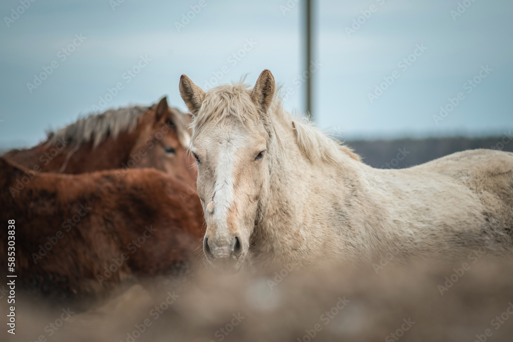 Beautiful thoroughbred horses at the stable in early spring. Beautiful thoroughbred horses at the stable in early spring.