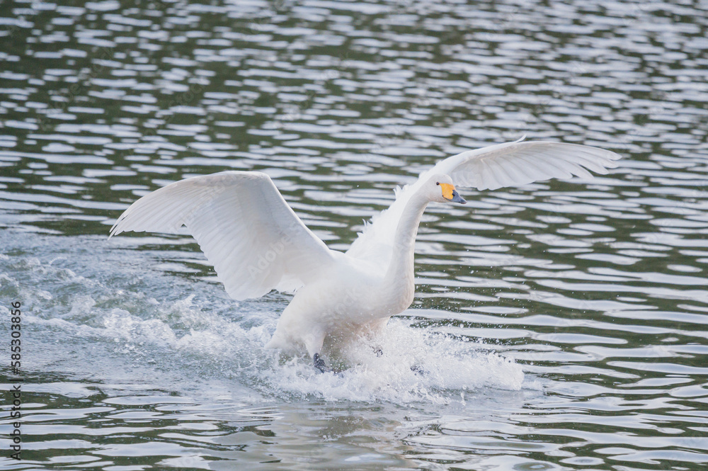 着水する白鳥