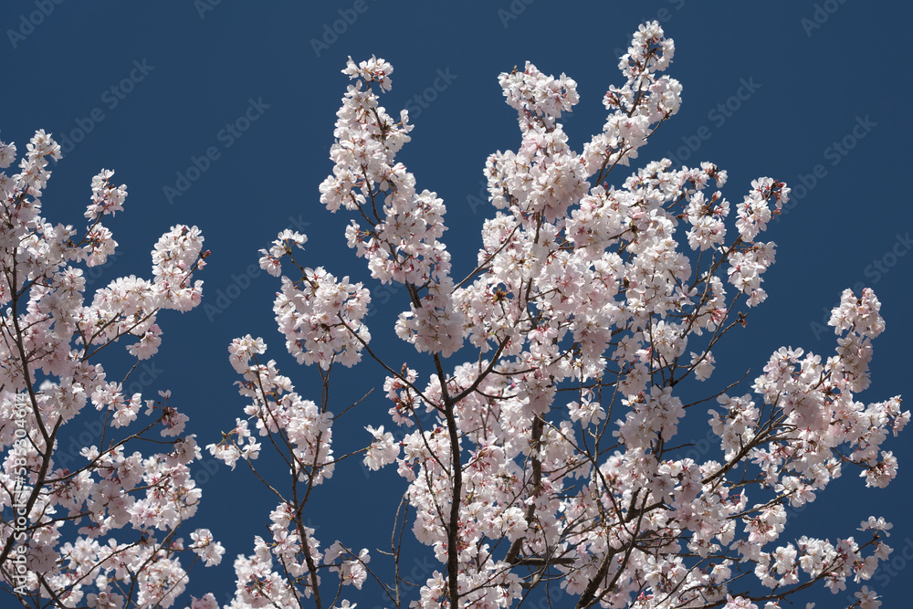 満開になった越の彼岸桜