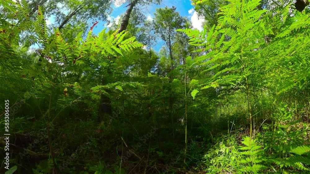 Bottom up view of lush green foliage of trees with afternoon sun. Tree crowns against the sky. Bottom up view of lush green foliage of trees with afternoon sun. Tree crowns against the sky.