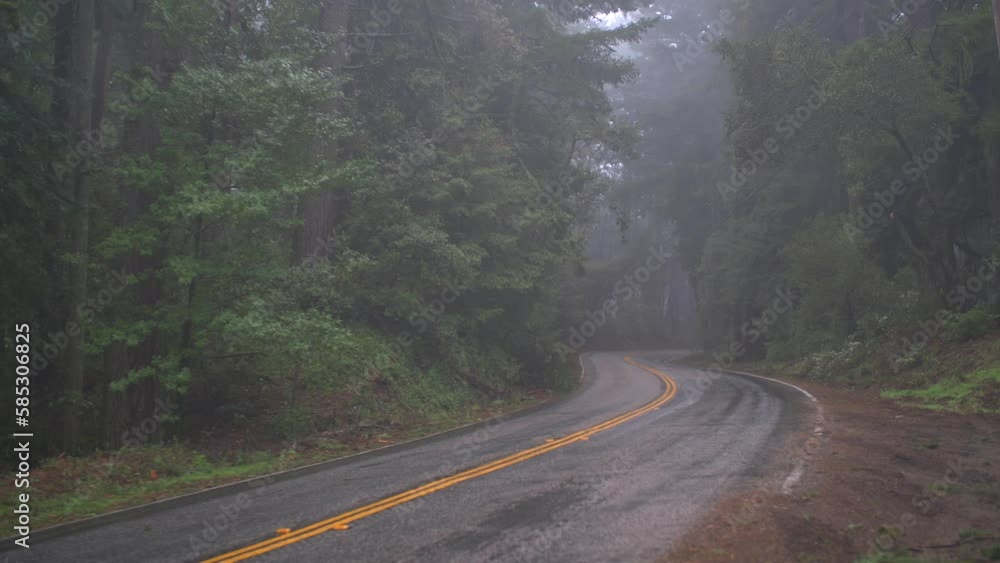 Enchanting Misty Drizzle in Forest Canopy Enchanting Misty Drizzle in Forest Canopy
