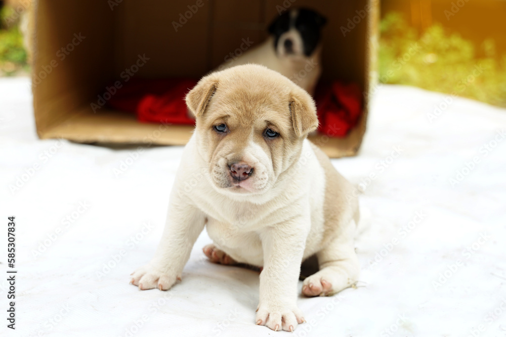 Dog Feeder Trixie White Light brown Bamboo