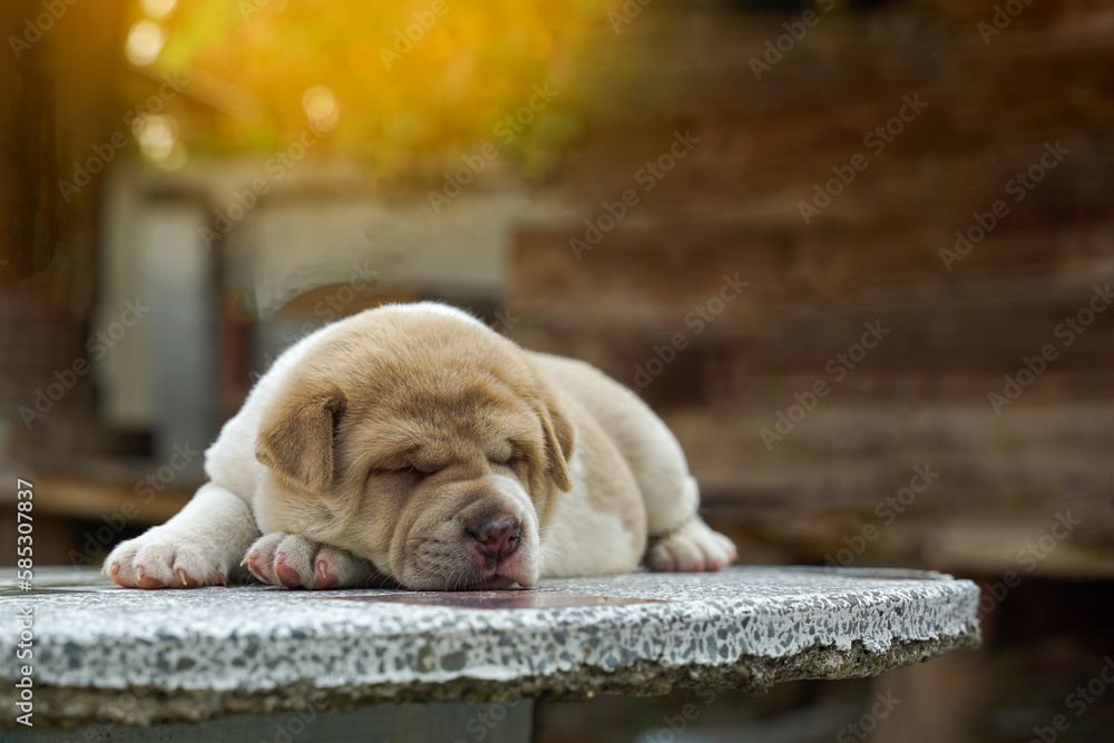 Cute puppies Thai Ridgeback Has light brown and white hair. His eyes were asleep on an old cement table with marble patterns. soft and selective focus. Cute puppies Thai Ridgeback Has light brown and white hair. His eyes were asleep on an old cement table with marble patterns. soft and selective focus.