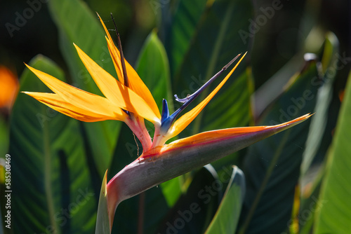 Slika na platnu Close up view of a beautiful Bird of Paradise flower in the Royal Botanic Garden