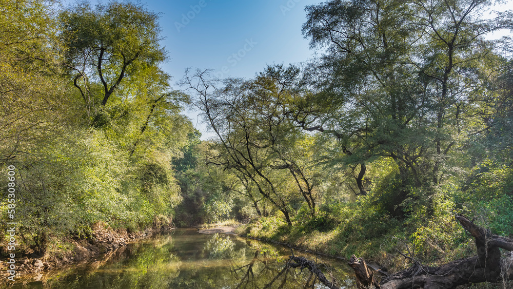 A calm river in the jungle. There are thickets of green trees on the banks, a fallen trunk. Blue sky. India. Ranthambore National Park.