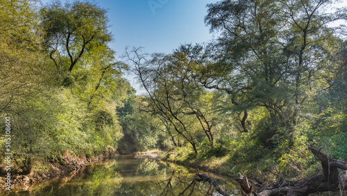 A calm river in the jungle. There are thickets of green trees on the banks  a fallen trunk. Blue sky. India. Ranthambore National Park.