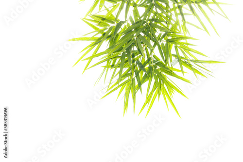 Bamboo leaves isolated on a white background