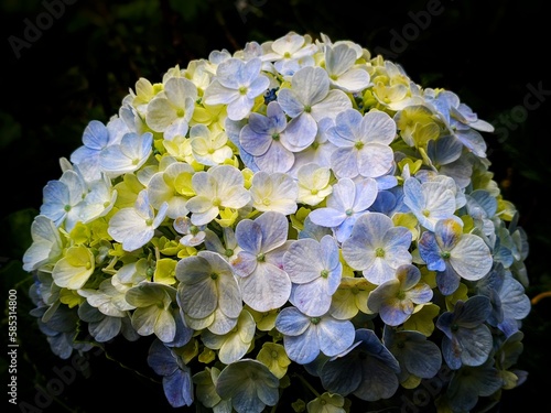 white and blue hydrangea