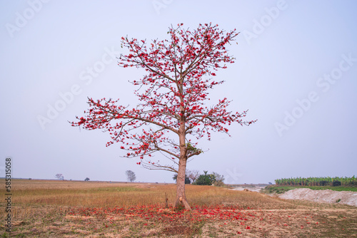 Bombax ceiba tree with red blossom flowers in the field under the blue sky