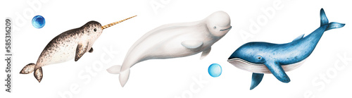 Watercolor narwhal with long tusk  blue whale and beluga isolated on white background. Hand painting realistic Arctic and Antarctic ocean mammals. For designers  decoration  postcards  wrapping paper