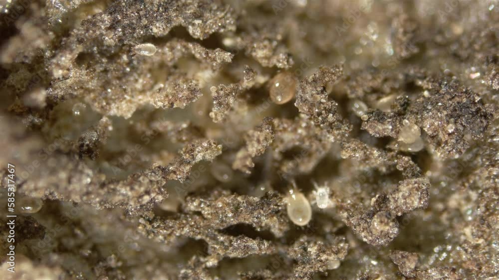 Vídeo do Stock Colony soil mites family Acaridae and one Oribatida