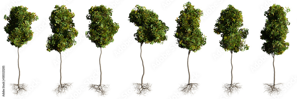 young trees with roots, set of beautiful plants, isolated on transparent background