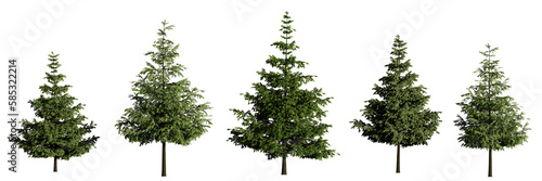 Fotobehang young conifer trees, set of beautiful plants, isolated on transparent background