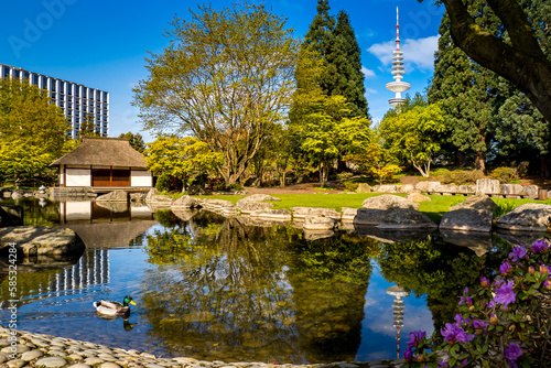 A male mallard duck swims in a pond with the famous Japanese tea house and TV tower in the background, creating an idyllic scene in the Japanese garden of Planten un Blomen public park in Hamburg.