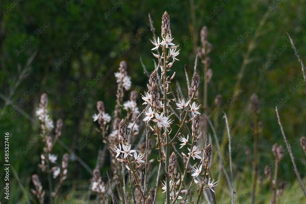 Plant close-up with small white flowers Plant close-up with small white flowers