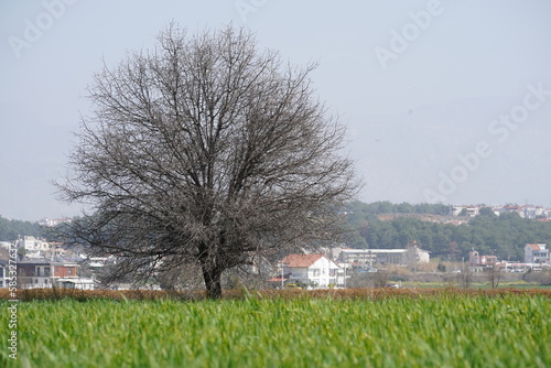 Big lonely tree in a green field