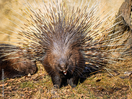 The porcupine yawns. Close-up portrait of the porcupine. It consists of brown, grey, and white colors. The porcupine shows its teeth. A porcupine bristling up (it's quills)