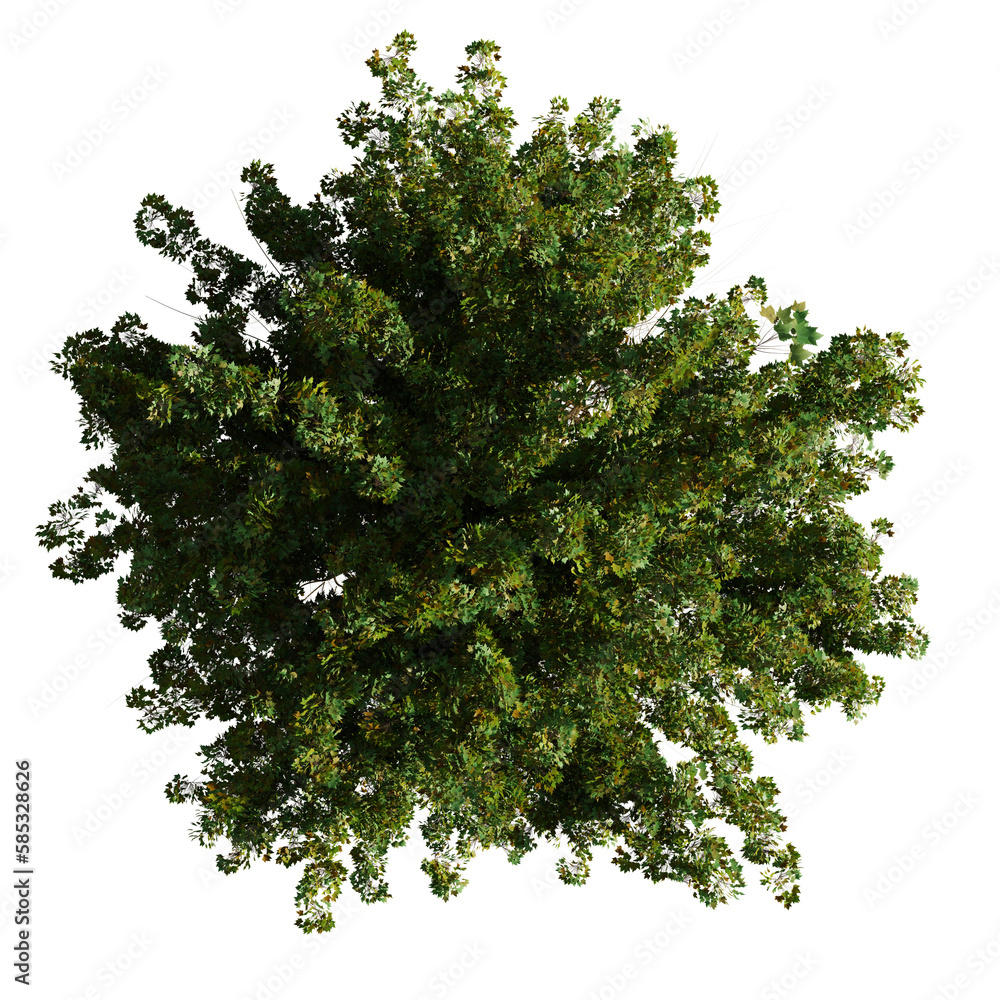 tree from above, lush plant isolated on transparent background