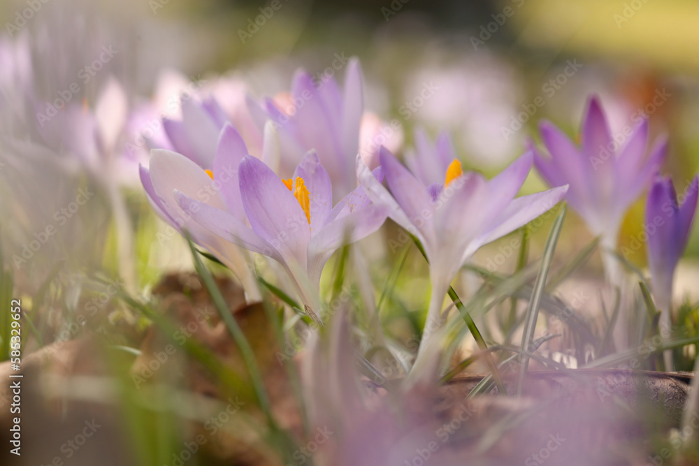 Beautiful crocus flowers growing outdoors, closeup view Beautiful crocus flowers growing outdoors, closeup view