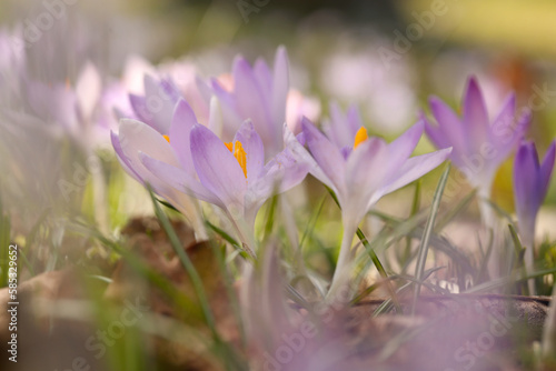 Beautiful crocus flowers growing outdoors  closeup view