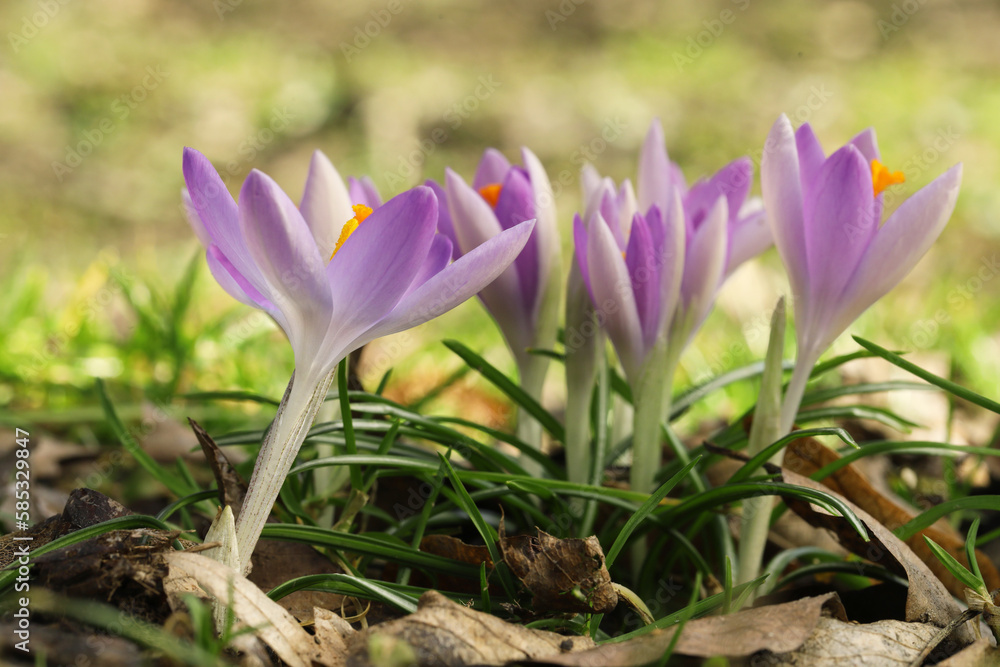 Beautiful crocus flowers growing outdoors, closeup view Beautiful crocus flowers growing outdoors, closeup view