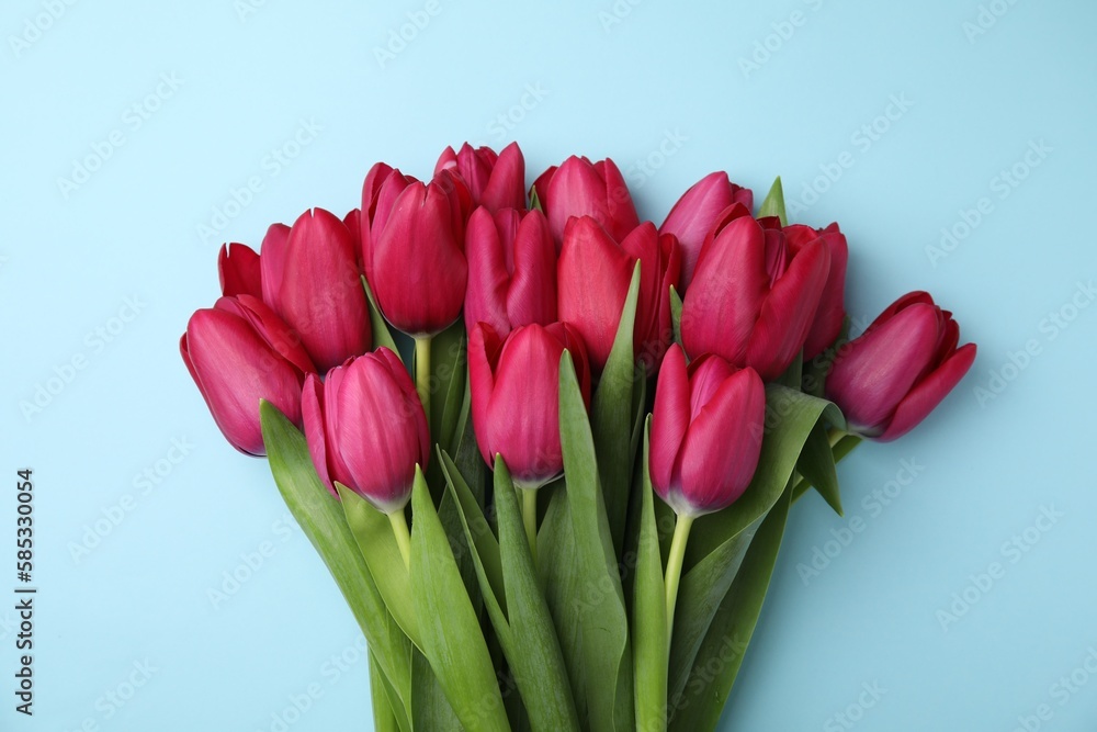 Many beautiful tulips on light blue background, flat lay