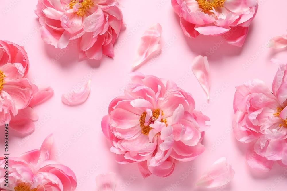 Flat lay composition with beautiful peonies on pink background Flat lay composition with beautiful peonies on pink background