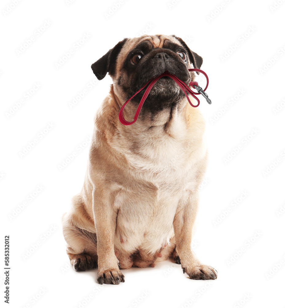 Cute pug dog holding leash in mouth on white background