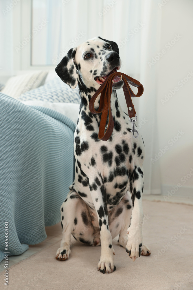 Adorable Dalmatian dog holding leash in mouth indoors