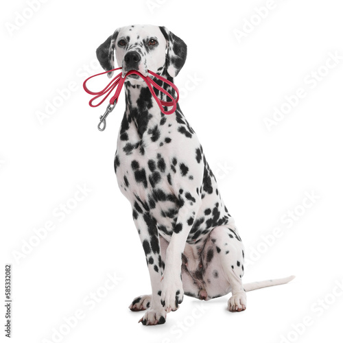 Adorable Dalmatian dog holding leash in mouth on white background