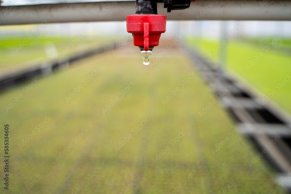 Water droplet falling from the irrigation system in the greenhouse