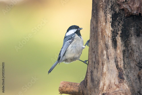 Tannenmeise (Periparus ater) © Lothar Lenz