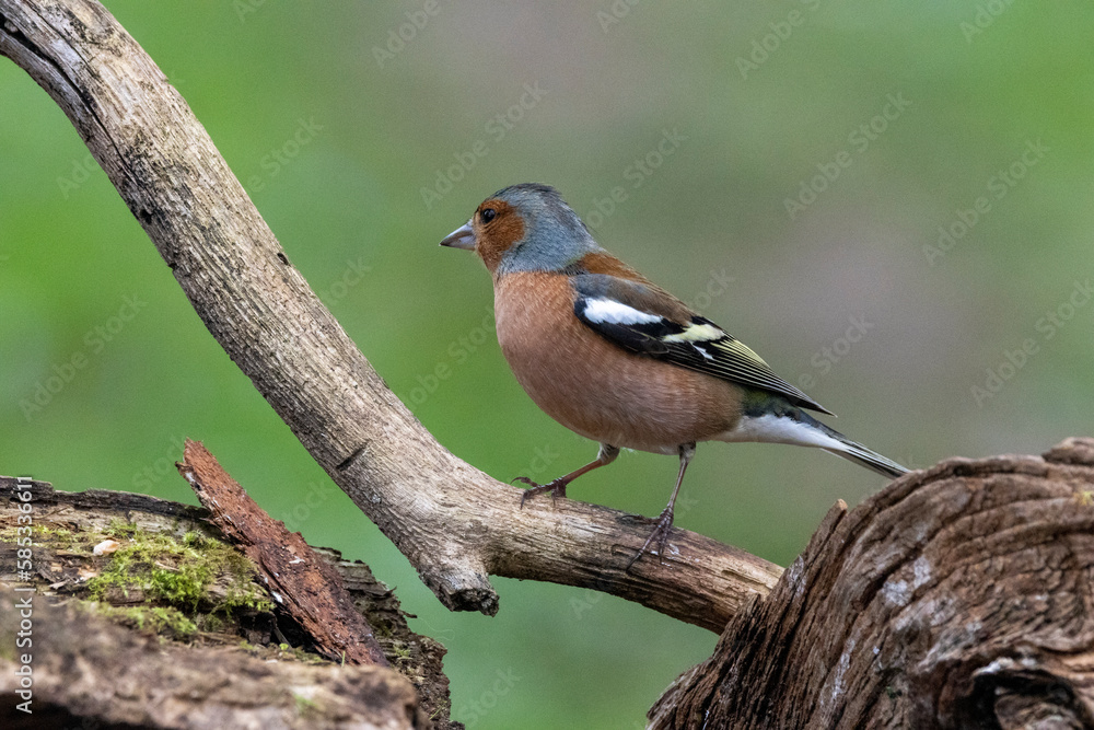 Buchfink (Fringilla coelebs) Buchfink (Fringilla coelebs)