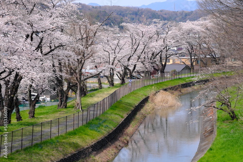 東京都羽村市の桜並木風景