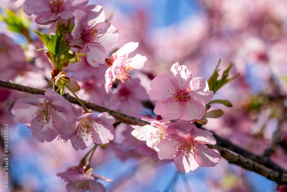 Cherry Blossom - Kirschblüte in voller Blüte