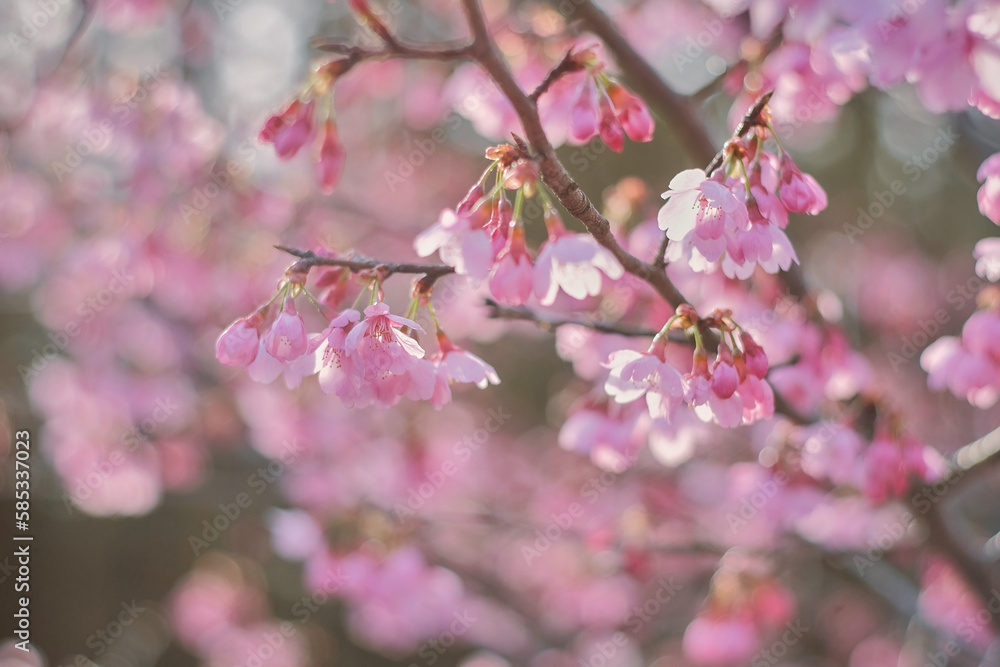 Cherry Blossom - Kirschblüte in voller Blüte Cherry Blossom - Kirschblüte in voller Blüte