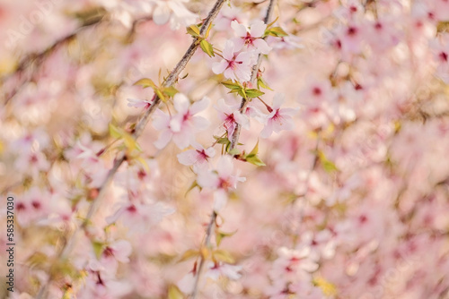 Cherry Blossom - Kirschblüte in voller Blüte