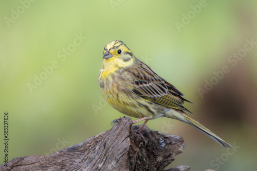 Goldammer (Emberiza citrinella)