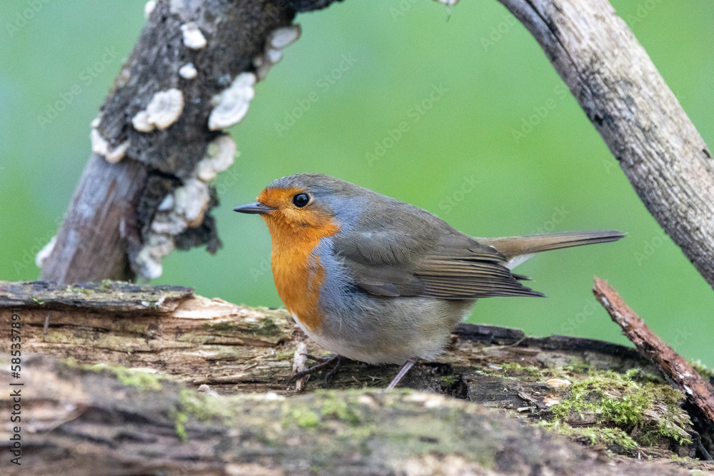 Fototapeta premium Rotkehlchen&nbsp;(Erithacus rubecula)