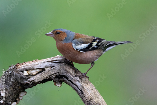 Buchfink (Fringilla coelebs) © Lothar Lenz