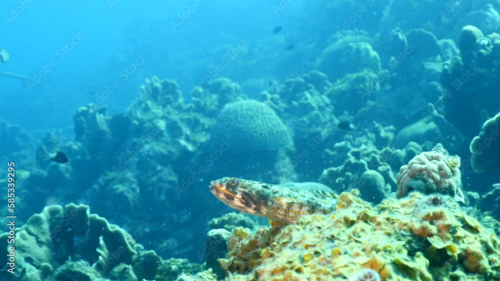 Seascape with Lizardfish, Sanddiver in the coral reef of the Caribbean Sea Seascape with Lizardfish, Sanddiver in the coral reef of the Caribbean Sea