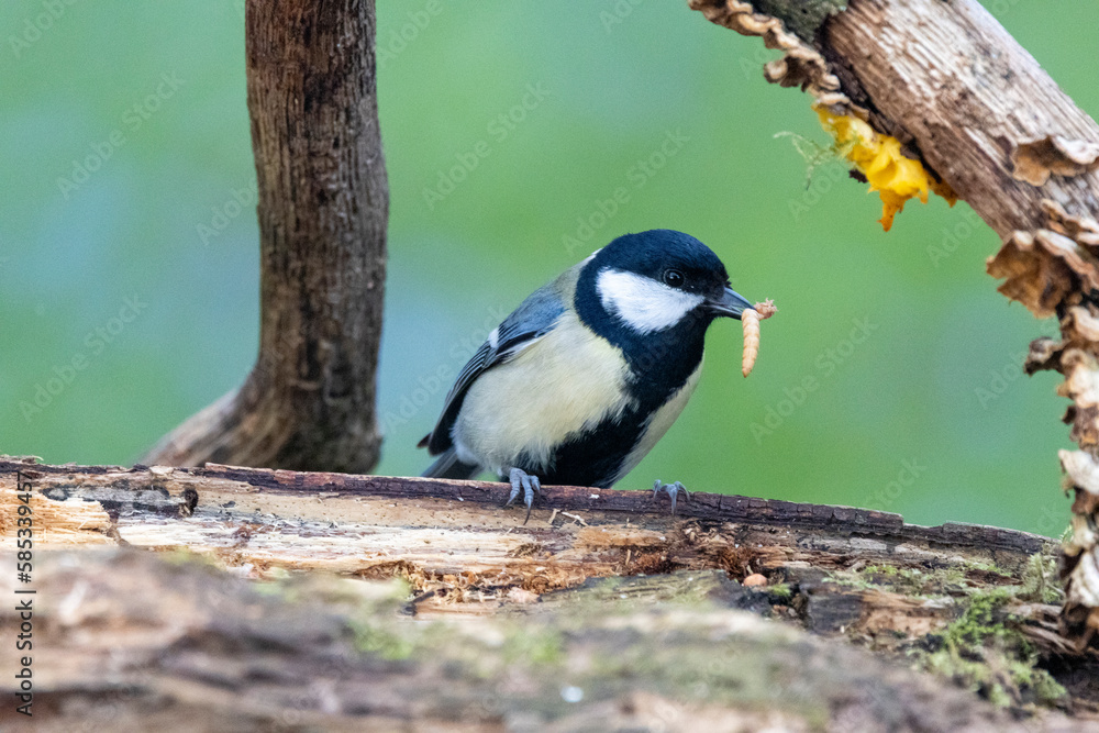Obraz premium Kohlmeise (Parus major)