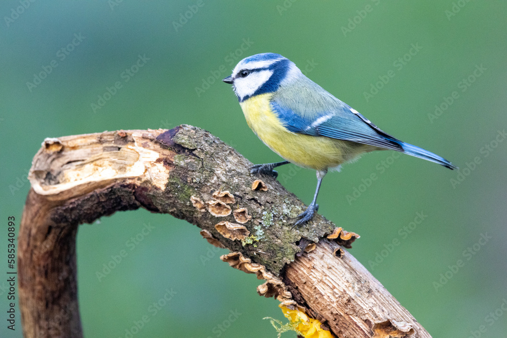 Obraz premium Blaumeise&nbsp;(Cyanistes caeruleu)