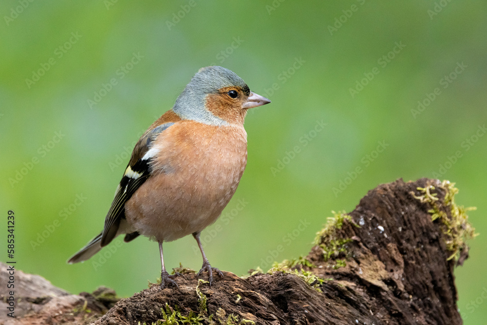 Fototapeta premium Buchfink&nbsp;(Fringilla coelebs)